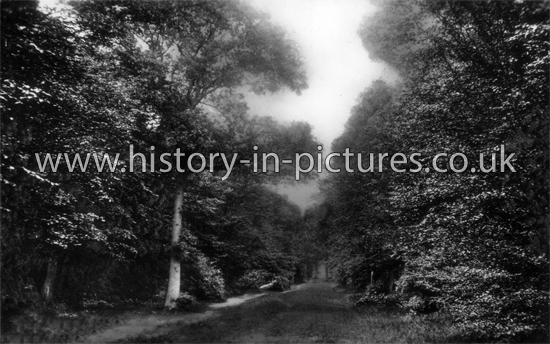 The Lower Forest, Epping Forest, Essex. c.1915.